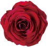 Amorosa ¥ê¥ó¥À(1) ¥¢¥ó¥Æ¥£¡¼¥¯¥ì¥Ã¥É
