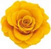 Amorosa ¥ê¥ó¥À(1) ¥µ¥ó¥Õ¥é¥ó¥¤¥¨¥í¡¼