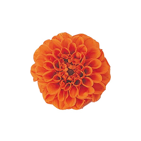 Vermont プチダリア 12 ブライトオレンジ プリザーブドフラワー花材 ヴェルモント ダリア アニーズ