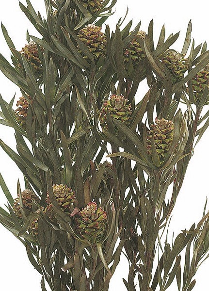 �������� ���ꥰ�ʥ������� ����-��