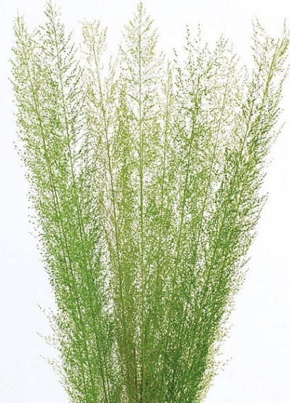 �������� �ԡ����å����饹 ���꡼��