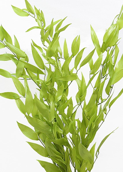 �������� �����ꥢ��륹���� �饤�॰�꡼��