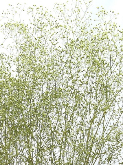 �������� �ߥ˥������� �������륰�꡼��  ��