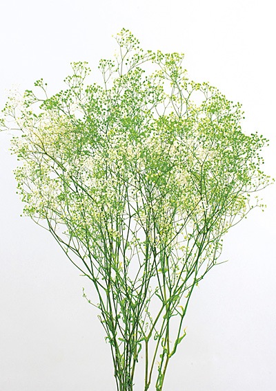 �������� �ߥ˥����������ե��١��� ��/���꡼��