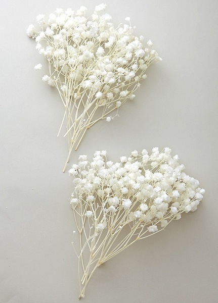 �������� ���������������С������ࡦ�إåɡ�Ȣ����� ��