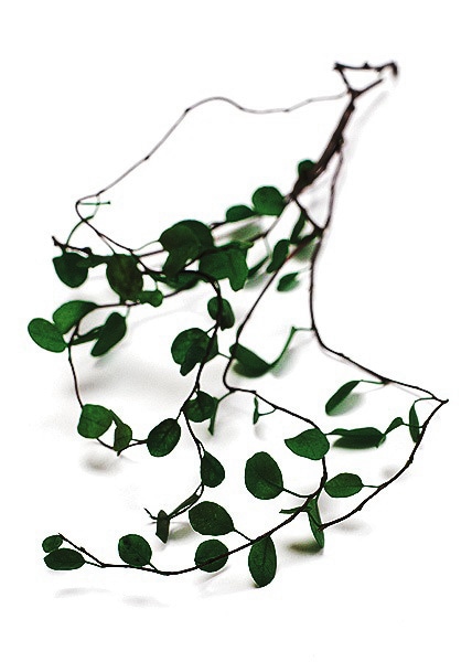 �������� �磻�䡼�ץ��Ď����硼�� ���꡼��