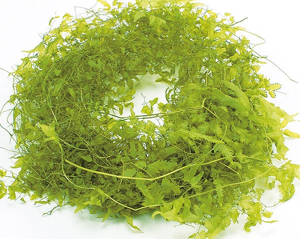 �������� ���󥦥����Х��� �饤�॰�꡼��