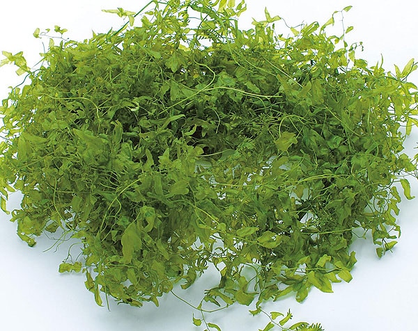 �������� ���󥦥����Х��� �ե�å��奰�꡼��