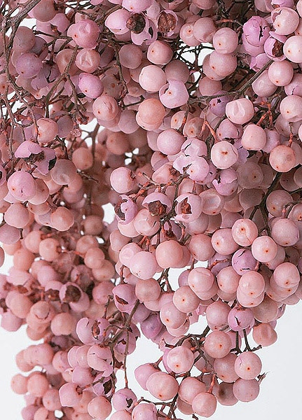  ڥåѡ٥꡼ץꥶ֥ ٥ӡԥ