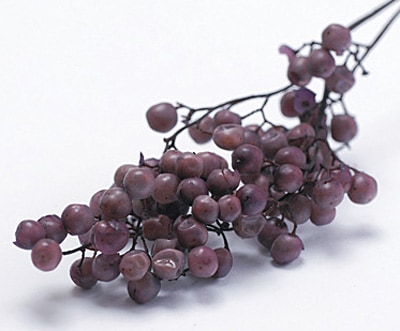  ڥåѡ٥꡼ץꥶ֥ ѡץ