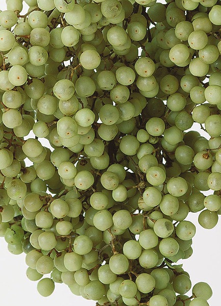 �������� �ڥåѡ��٥꡼���ץꥶ���֥� ���ꥢ���꡼��