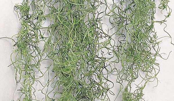 �������� ���ѥ˥å���⥹�����եȎ����ގ����꡼��