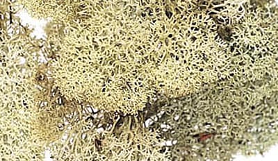 �������� ���������ɥ⥹������ ��