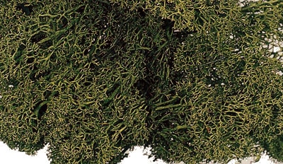 �������� ���������ɥ⥹������ �⥹���꡼�� 