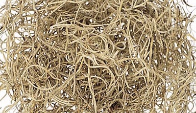 �������� ���ѥ˥å���⥹������ ��