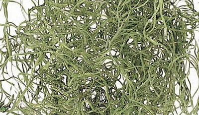 �������� ���ѥ˥å���⥹������ ���꡼��