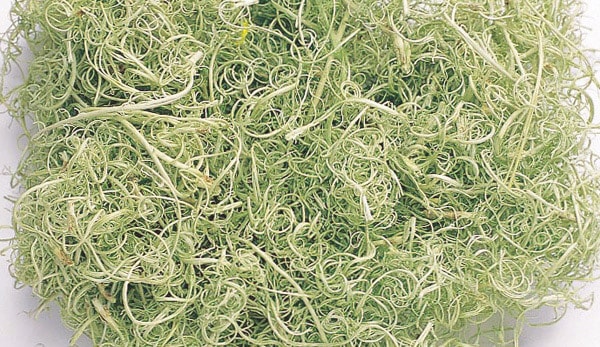 �������� �����꡼�⥹ ���꡼��