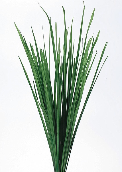 �������� �ߥ����󥵥� ���꡼��