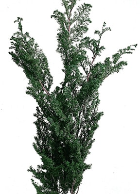 �������� �ҥ������ ���꡼��