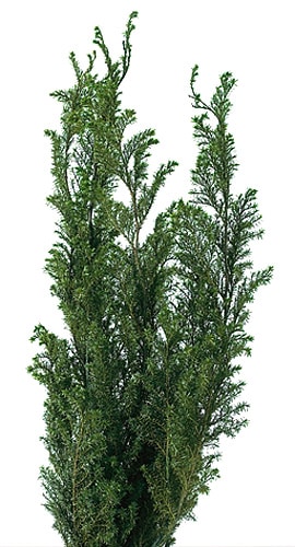 �������� �ҥ������ �ե��쥹�ȥ��꡼��