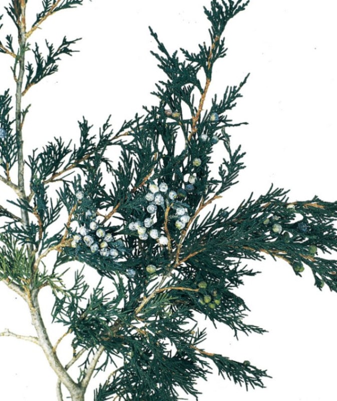 �������� �ޥ���ƥ󥸥�˥ѡ� ���꡼��