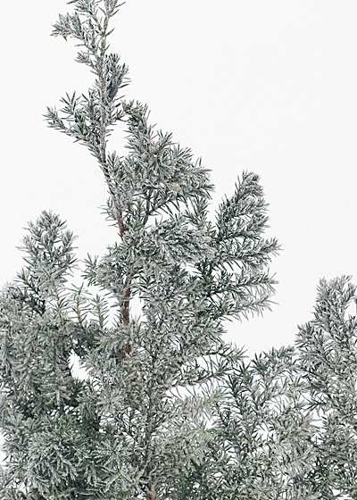 �������� �ҥ������ �ե��å������꡼��