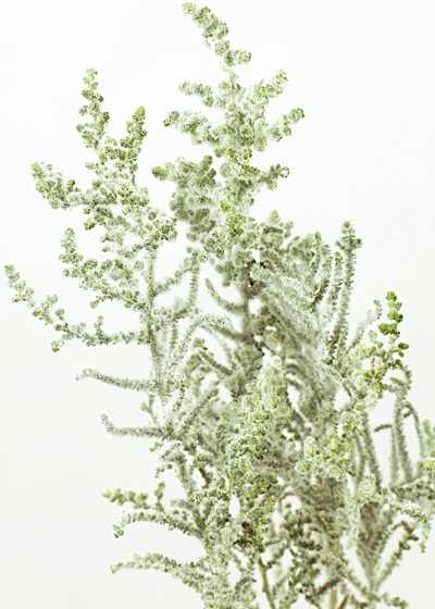 �������� ���ȡ��� �ե��å������꡼��