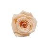 ¡Ú°ìÎØÇä¤ê¡ÛFlorever ¥Ù¥¤¥Ó¡¼¥í¡¼¥º ¥Ô¡¼¥Á