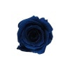 ¡Ú°ìÎØÇä¤ê¡ÛFlorever ¥Ù¥¤¥Ó¡¼¥í¡¼¥º ¥Þ¥¸¥ç¥ê¥«¥Ö¥ë¡¼