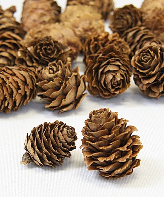 ��������. �ߥ˥ĥ� ��