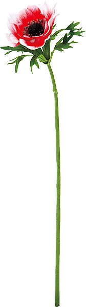 ��Outlet��PO �ե�å��奢�ͥ�� �ۥ磻�ȥ�å� ��