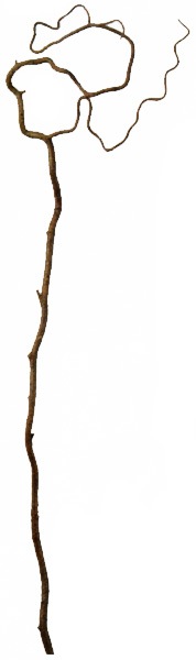 ��Outlet��[asca Art��G] �ĥ��å��֥��� �֥饦�� ��