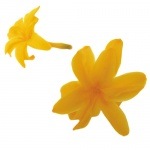 Florever ¥Á¥å¡¼¥Ù¥í¡¼¥º(8) ¥´¡¼¥ë¥Ç¥ó¥¤¥¨¥í¡¼