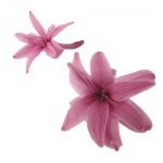 Florever ¥Á¥å¡¼¥Ù¥í¡¼¥º(8) ¥é¥Ù¥ó¥À¡¼