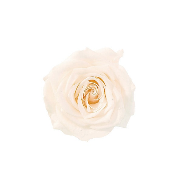 �������� ���������ץ����㡼���å�(16) �ۥ磻�ȥ����ѥ�