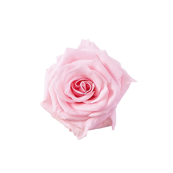 �������� ���������ץ����㡼���å�(16) ���㡼�٥åȥԥ�