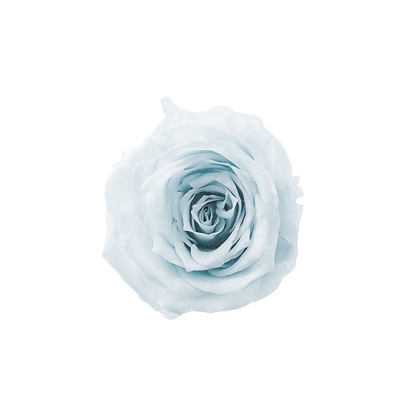 �������� ���������ץ����㡼���å�(16) �٥ӡ��֥롼