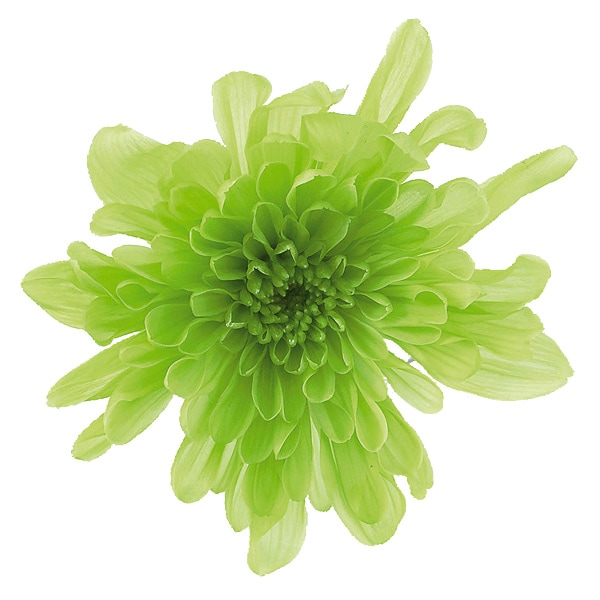プリザーブドフラワー 花材 大地農園 ことね菊 4箱 まとめ売り 未開封