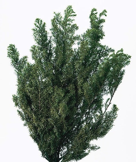 �������� �ҥ�����������硼�� �ե��쥹�ȥ��꡼��