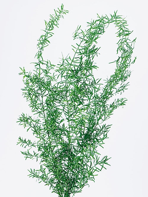 大地農園 アスパラ スプリンゲリー フレッシュグリーン プリザーブドフラワー花材 プリザーブド リーフ類 枝葉もの アニーズ