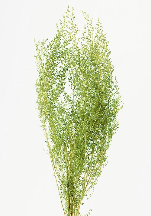 �������� �������饹 ���꡼��