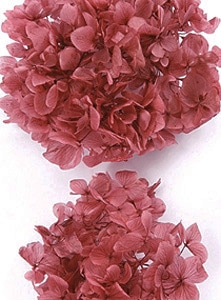 �������� ��ᥢ���������إå� ������