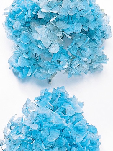 �������� ��ᥢ���������إå� �֥롼