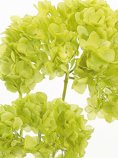 �������� ��ᥢ���������إå� �饤�ȥ��꡼��