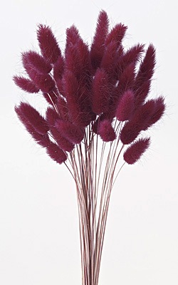 �������� �饰�饹 �磻���åɡ���