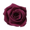 Florever ¥¹¥¿¥ó¥À¡¼¥É¥í¡¼¥º¡Ê6¡Ë ¥«¡¼¥Ç¥£¥Ê¥ë