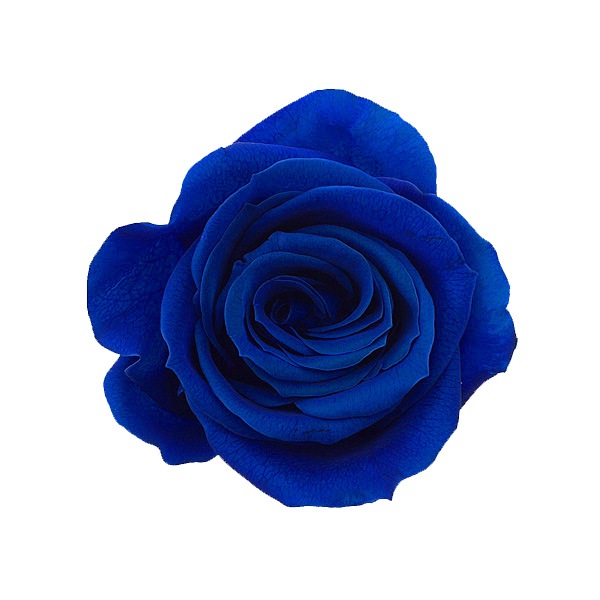 �������� ��������������(9) ����ǥ����֥롼