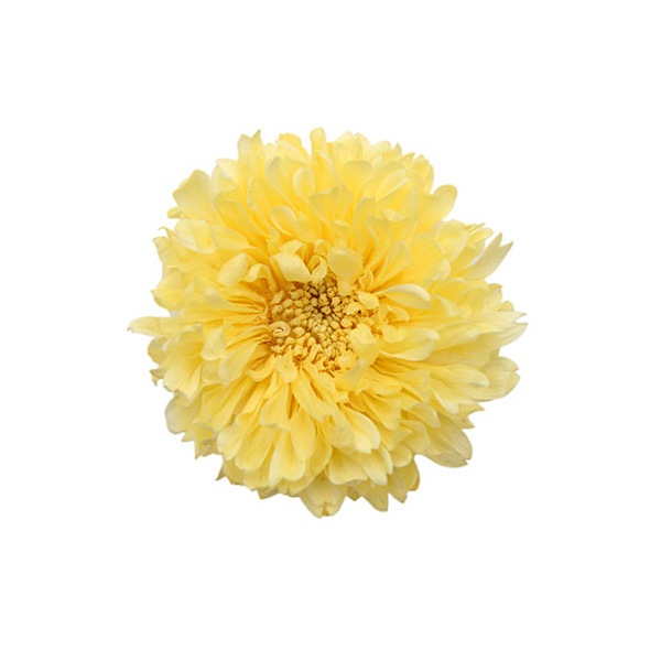 Florever アスター 6 イエロー プリザーブドフラワー花材 フロールエバー フラワー マム 菊 アナスタシア アニーズ