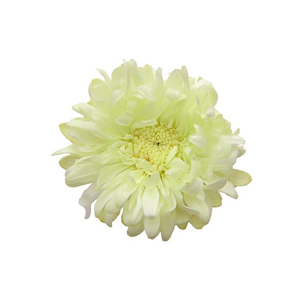 Florever アスター 6 シトラスグリーン プリザーブドフラワー花材 フロールエバー フラワー マム 菊 アナスタシア アニーズ