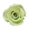Florever ¥¹¥¿¥ó¥À¡¼¥É¥í¡¼¥º¡Ê6¡Ë ¥·¥È¥é¥¹¥°¥ê¡¼¥ó